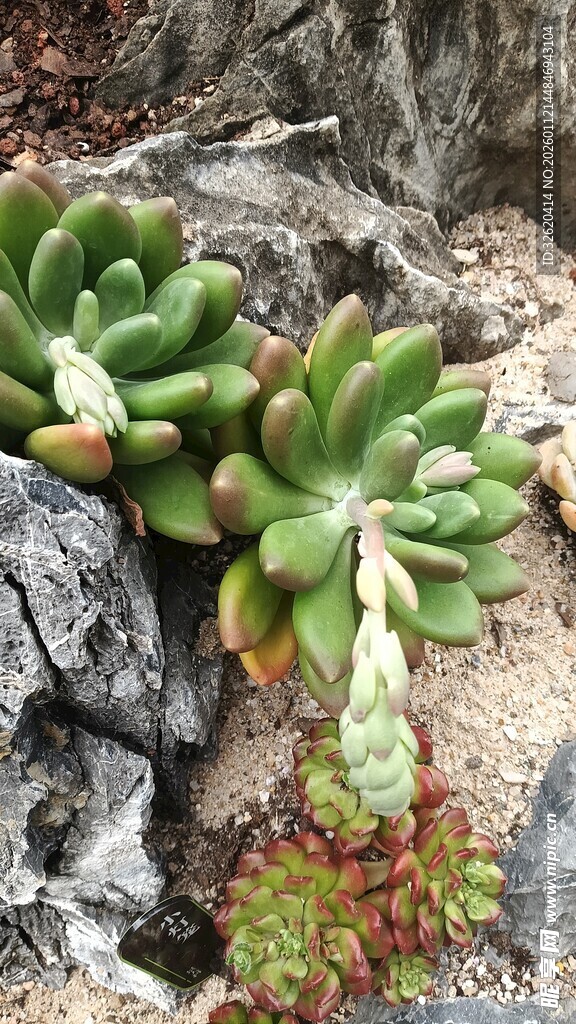 多肉植物