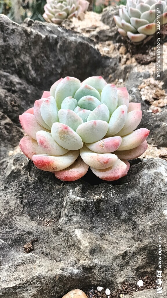 多肉