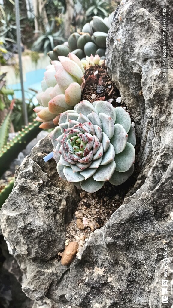 多肉