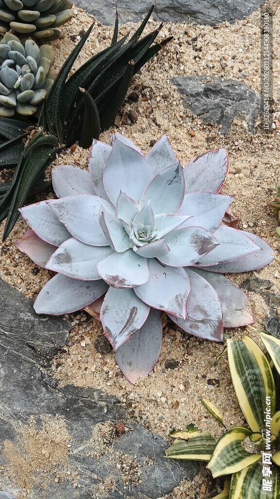 多肉