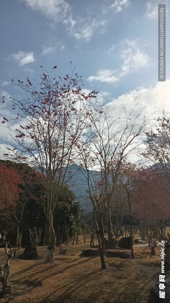 冬日林间景致