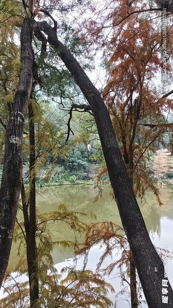 秋日林间河畔景色