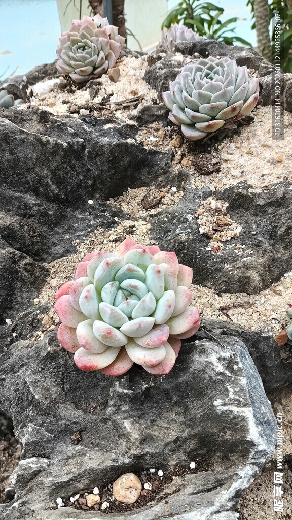 多肉