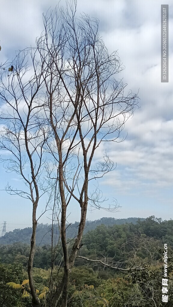 枯树挺立在山野间