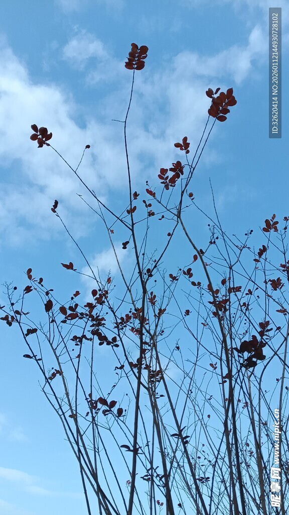 蓝天映衬下的高挑花朵