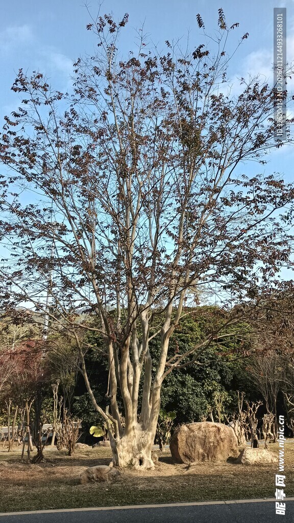 秋日公园树木景观