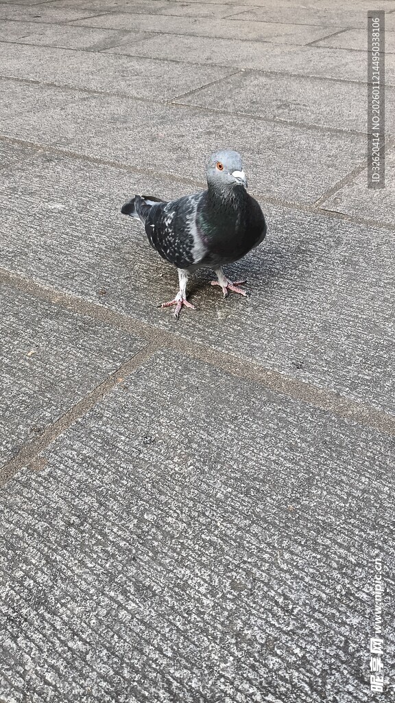 鸽子