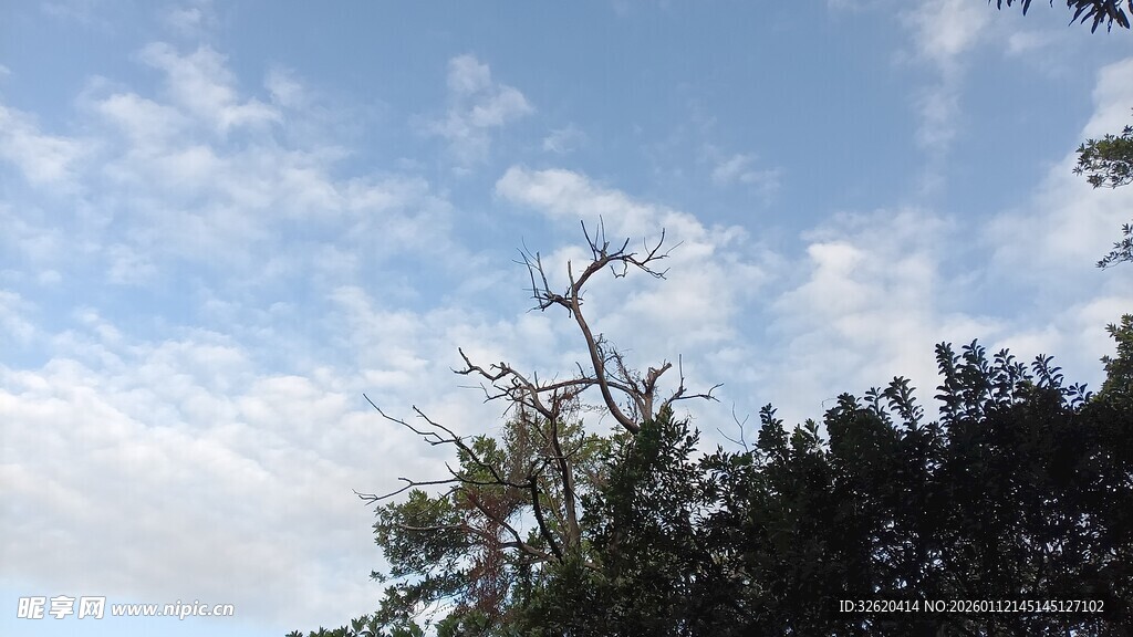 蓝天枯树与繁茂绿植
