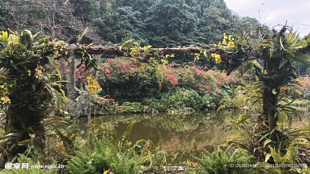 山间繁茂植被