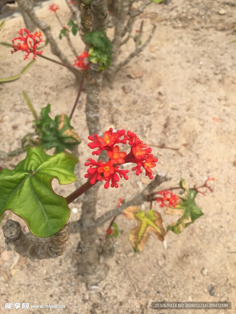 艳丽红色小花