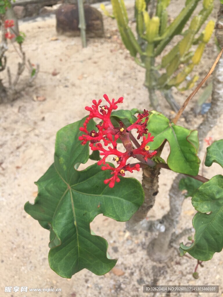 沙漠中绽放的红花朵