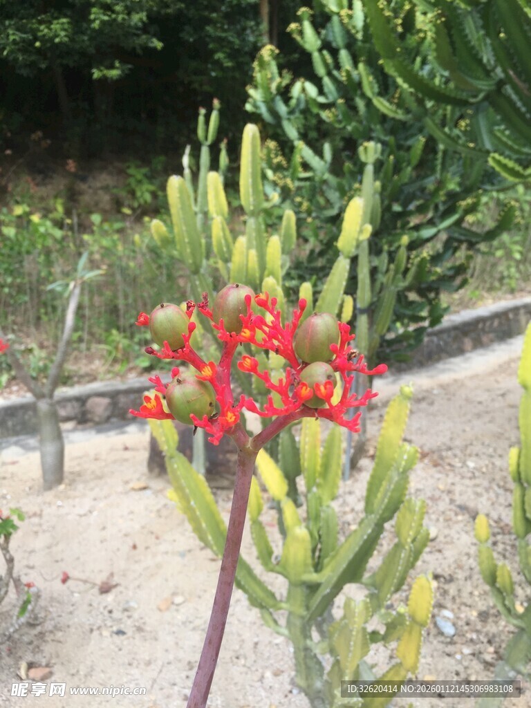 鲜艳红果植物