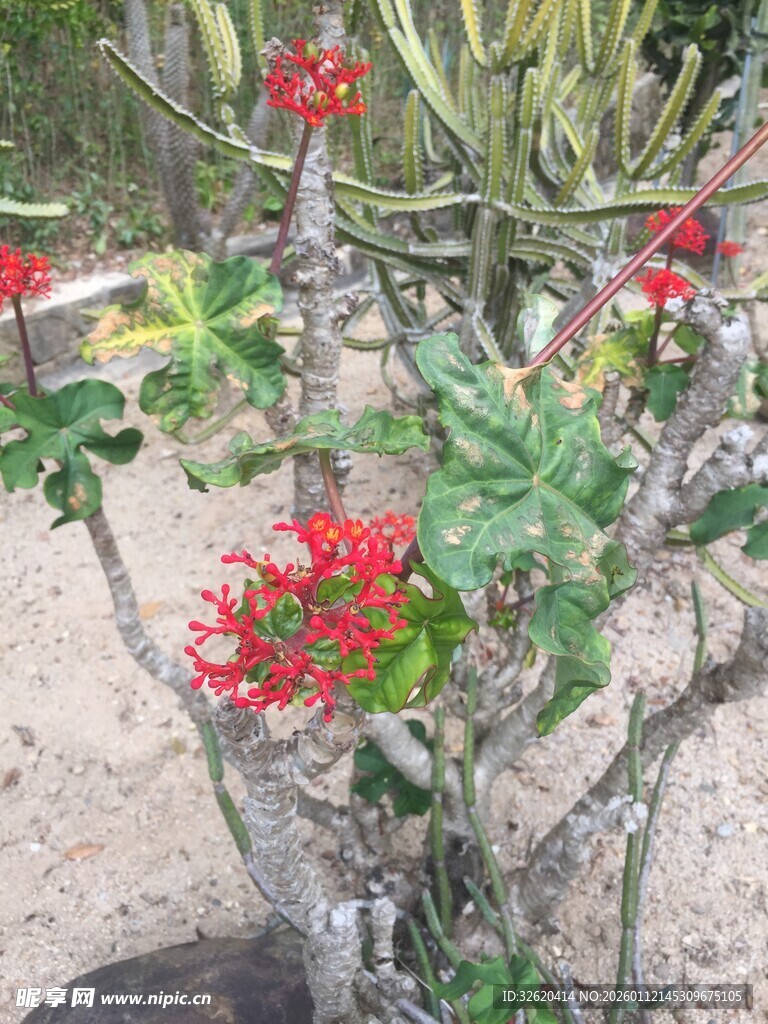 多肉花