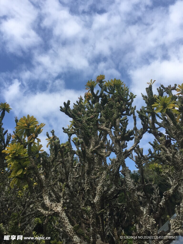 蓝天映衬下的繁茂绿植