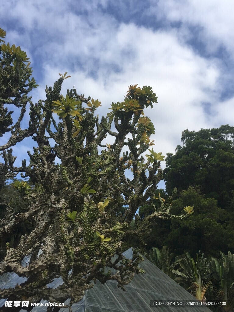 枝头绿植与蓝天白云相映