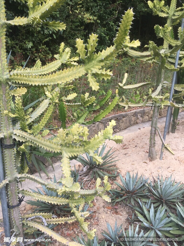 带刺仙人掌植物景观