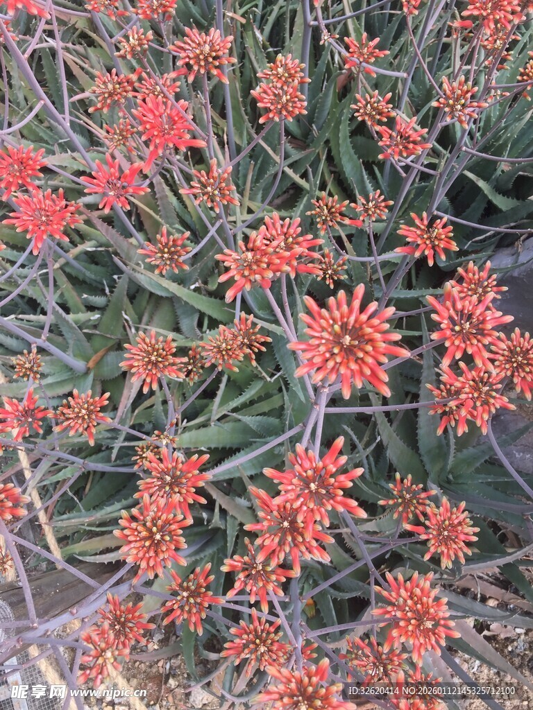 鲜艳橘色花朵绽放