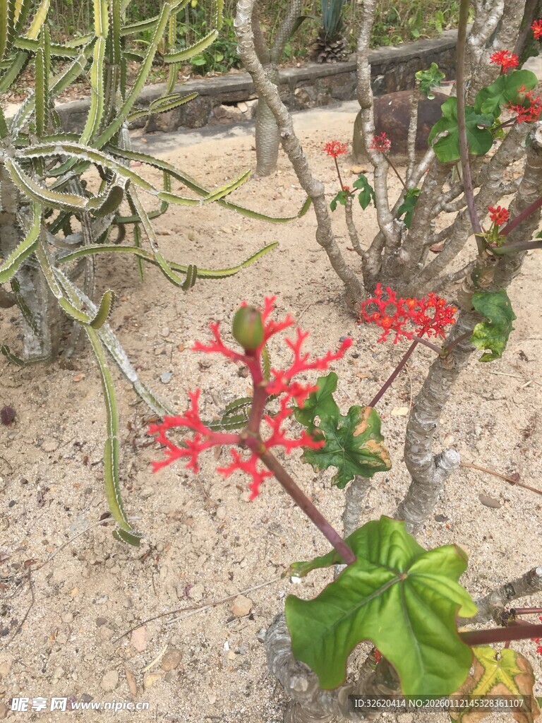 花卉植物