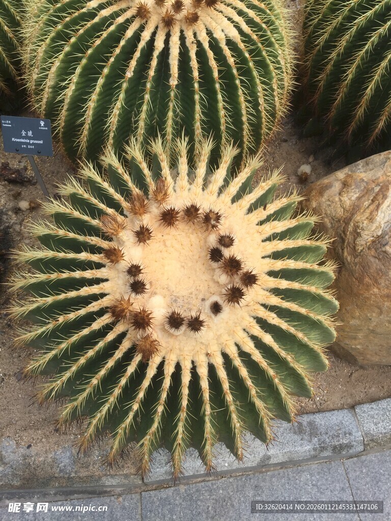 仙人掌