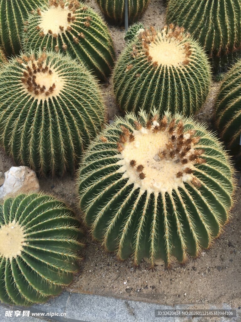 仙人球