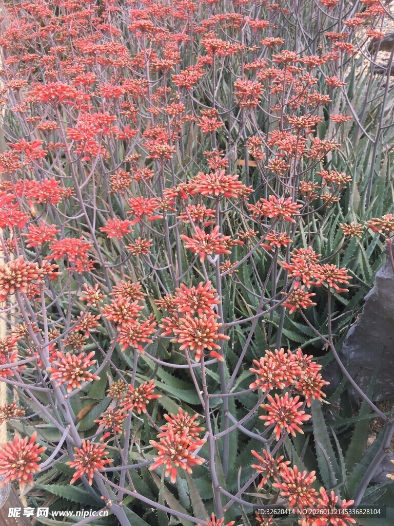 鲜艳橘色花卉绽放美景