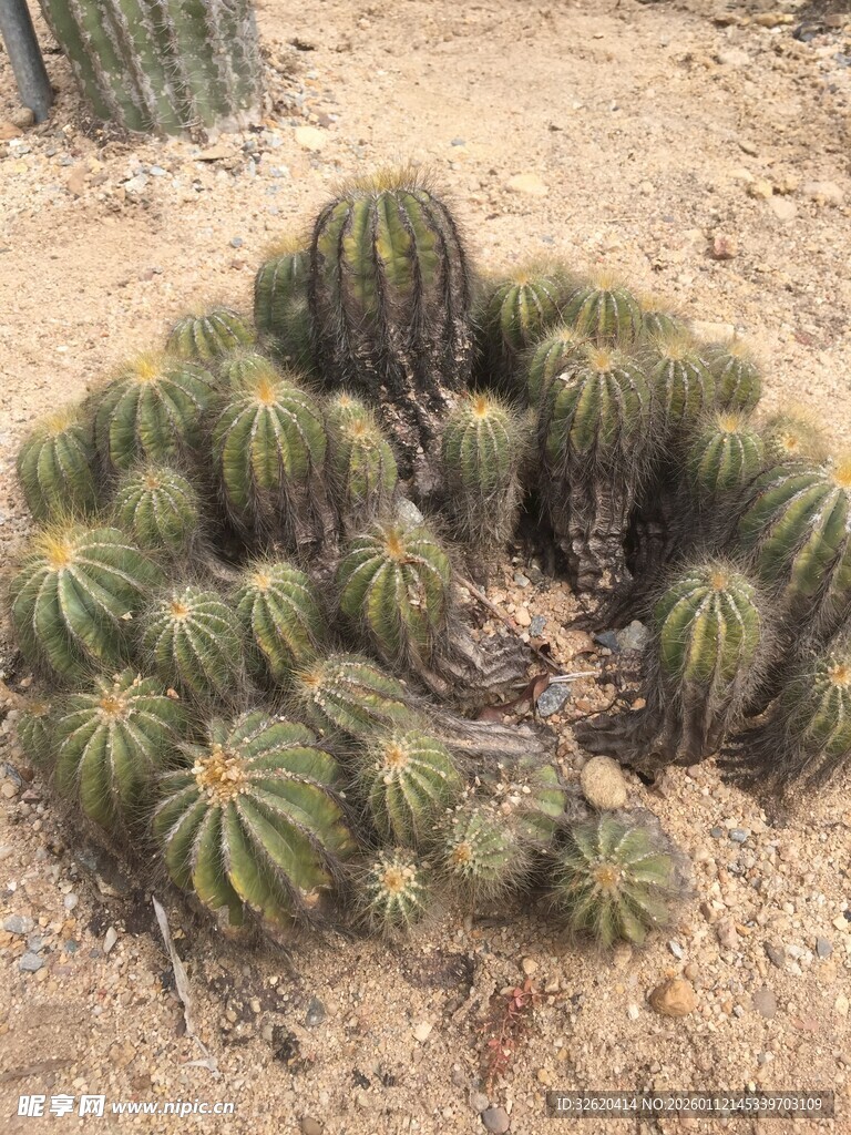 仙人掌