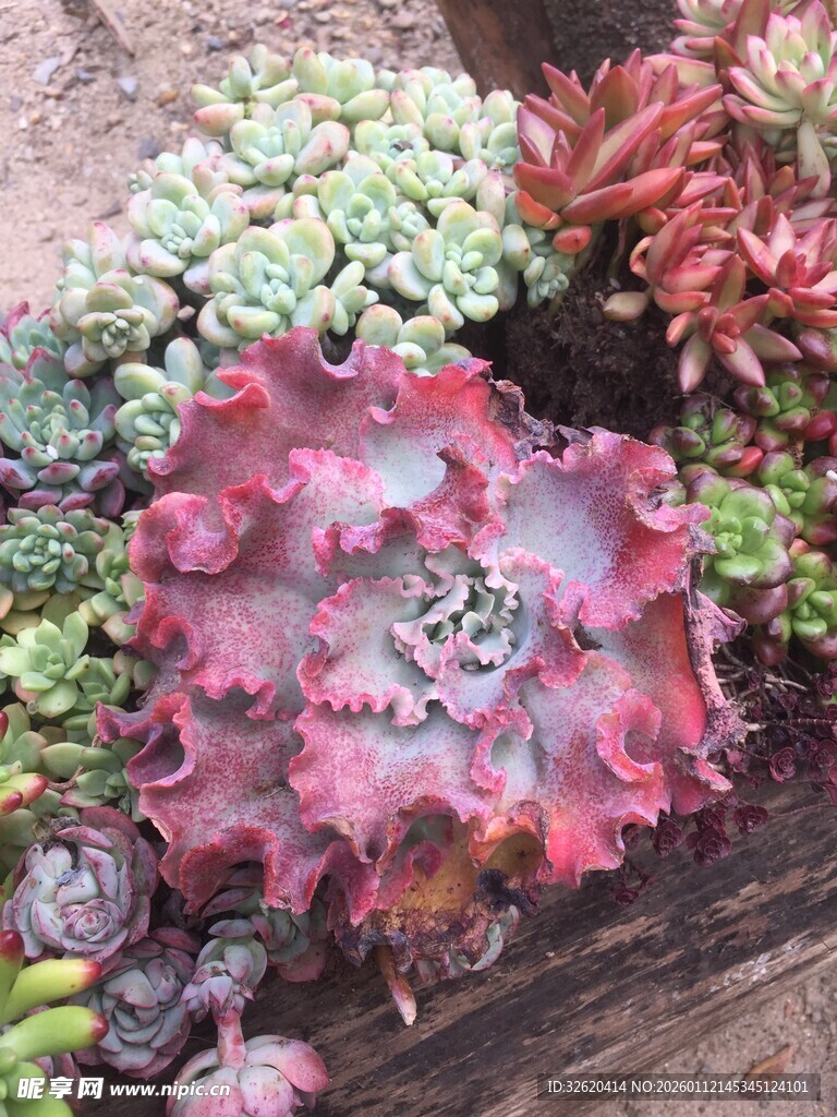 多肉 