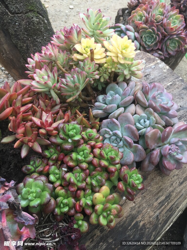多彩多肉植物组合