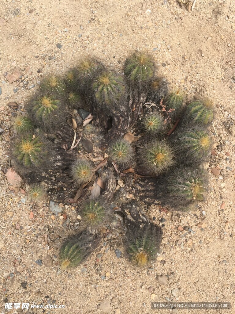 仙人掌