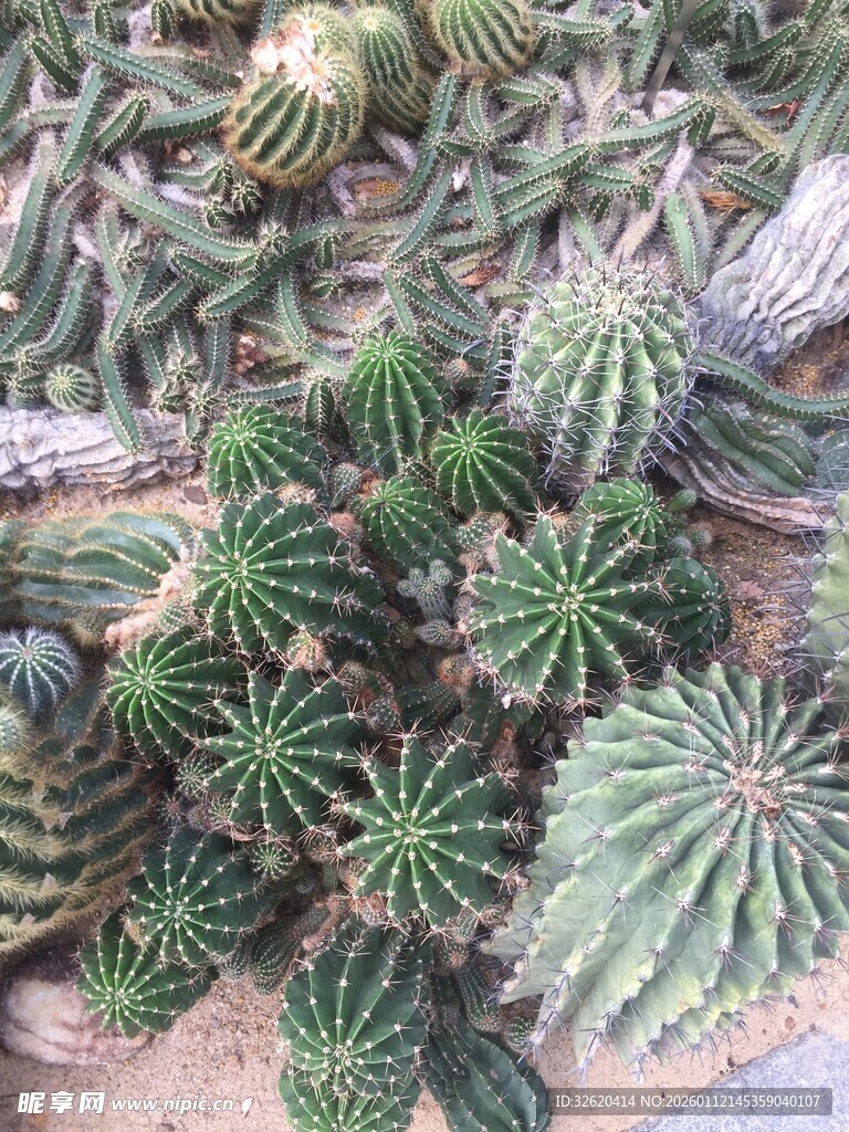 仙人掌