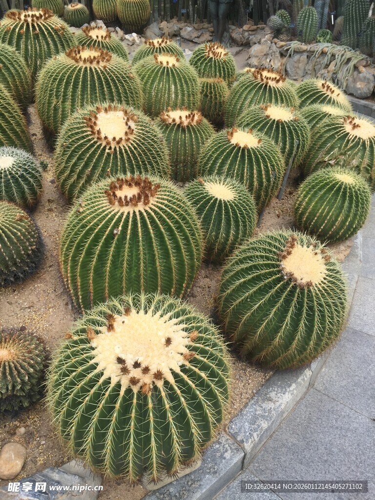 仙人球