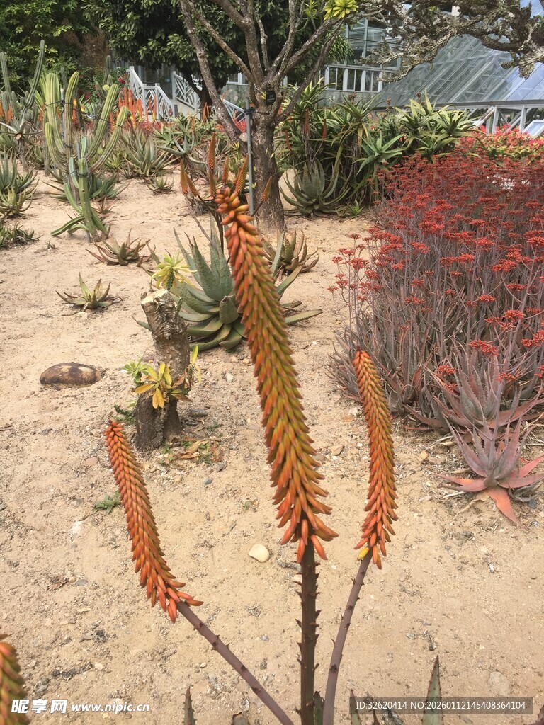 芦荟植物