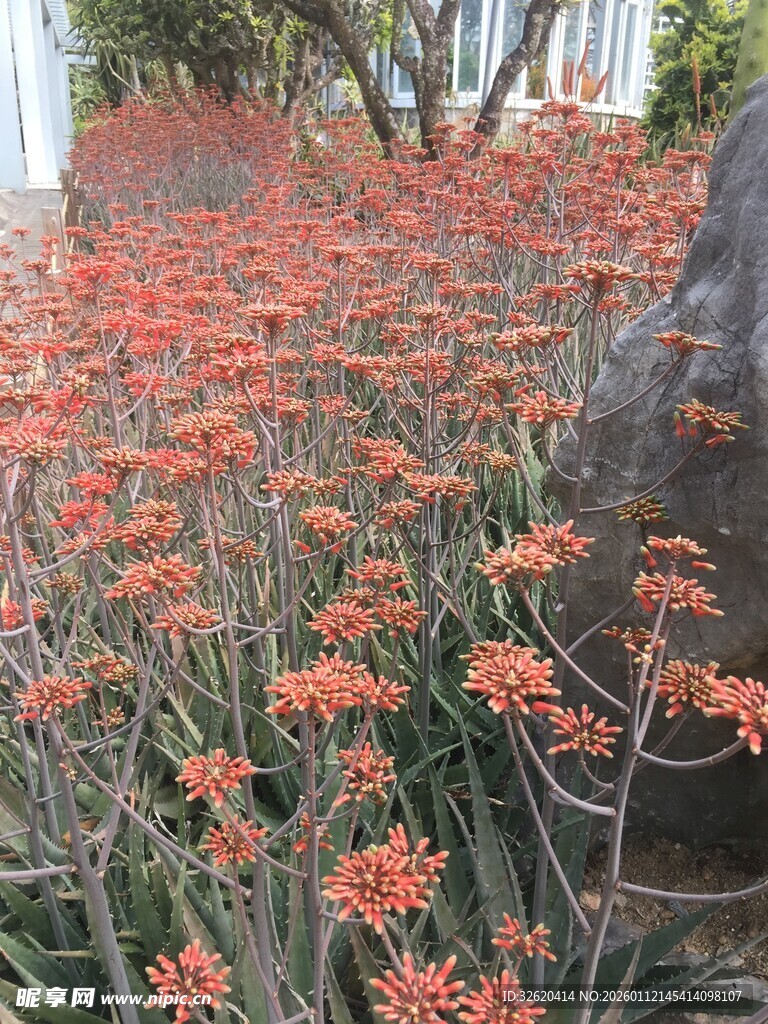 橙红花朵繁茂的植物