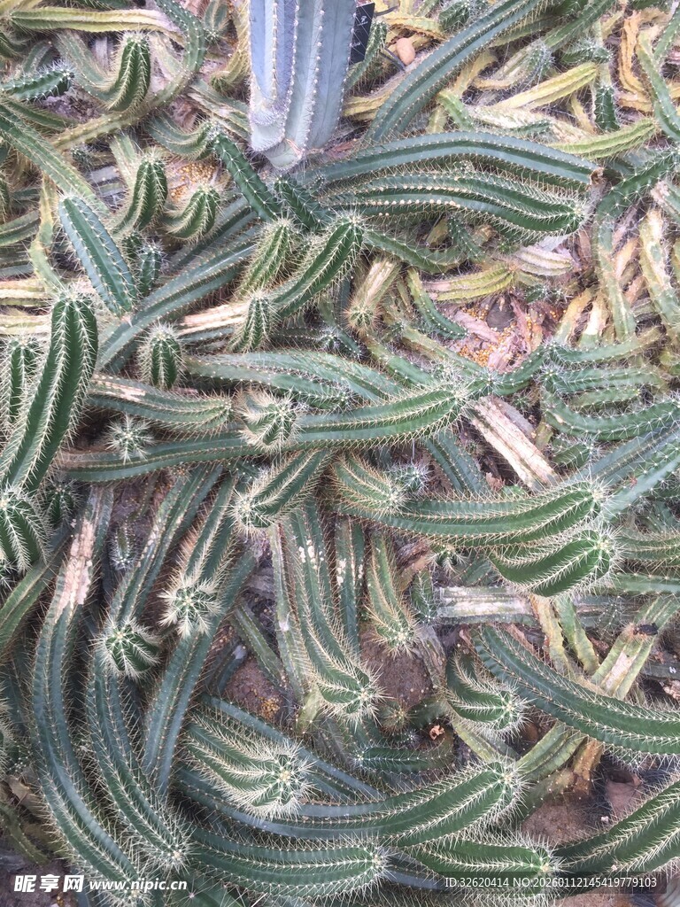 仙人掌 