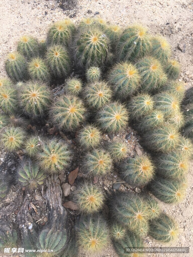 仙人球