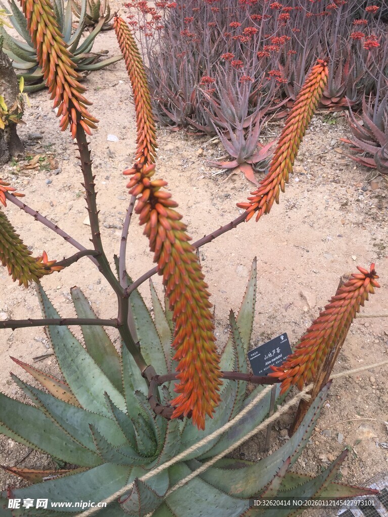 芦荟植物