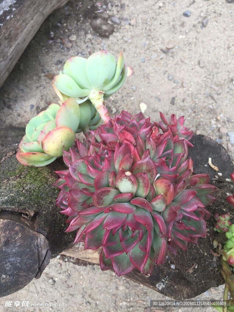多肉