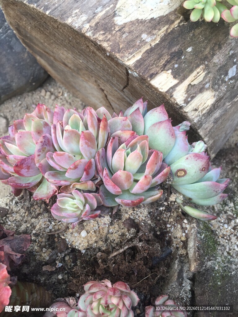 多肉植物