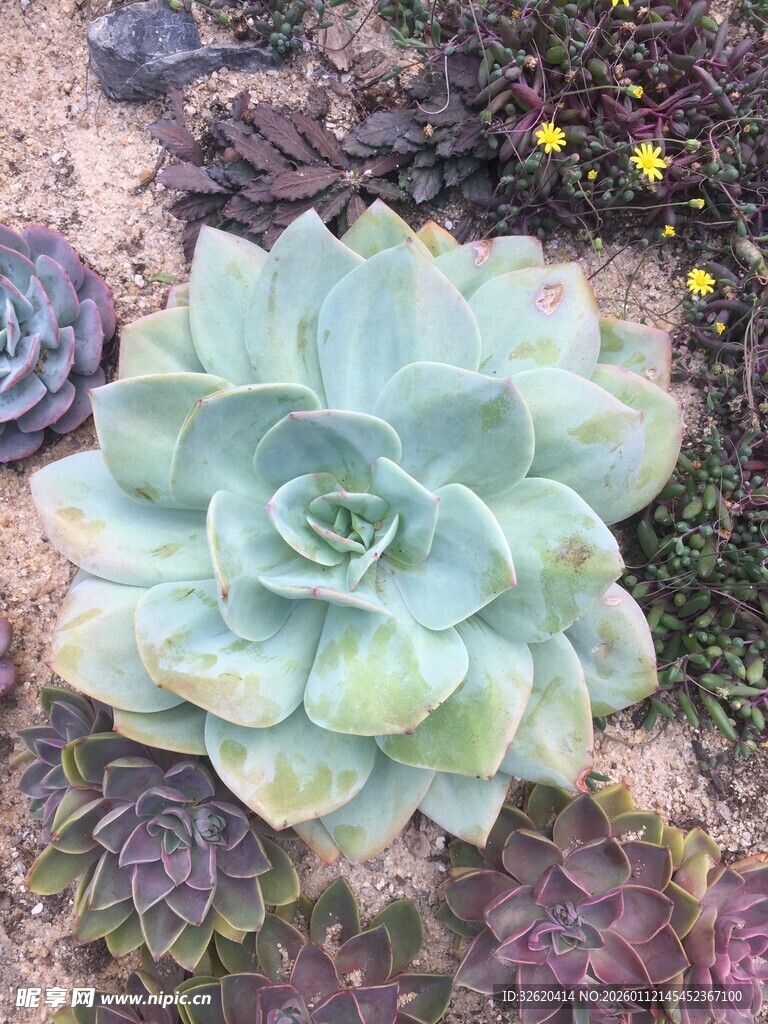 多肉植物
