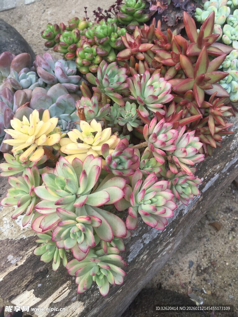 多肉植物盆栽