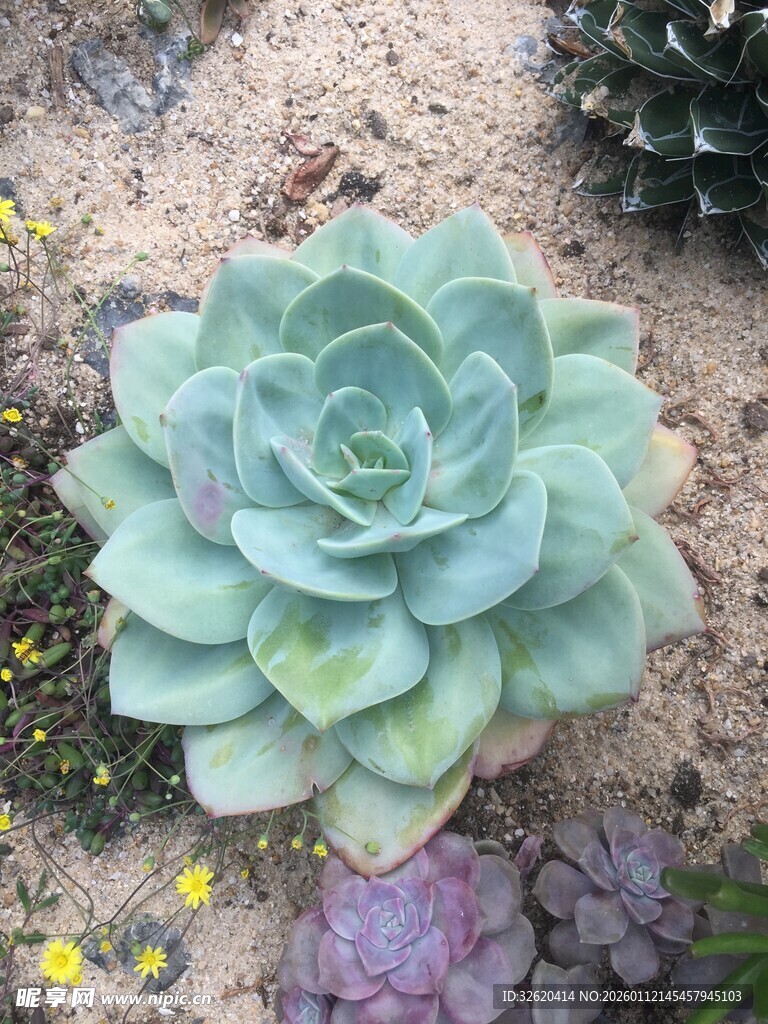 多肉植物