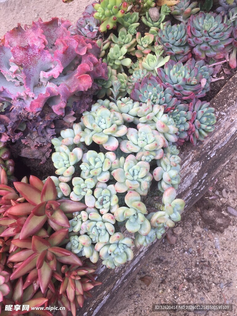 多肉植物组合