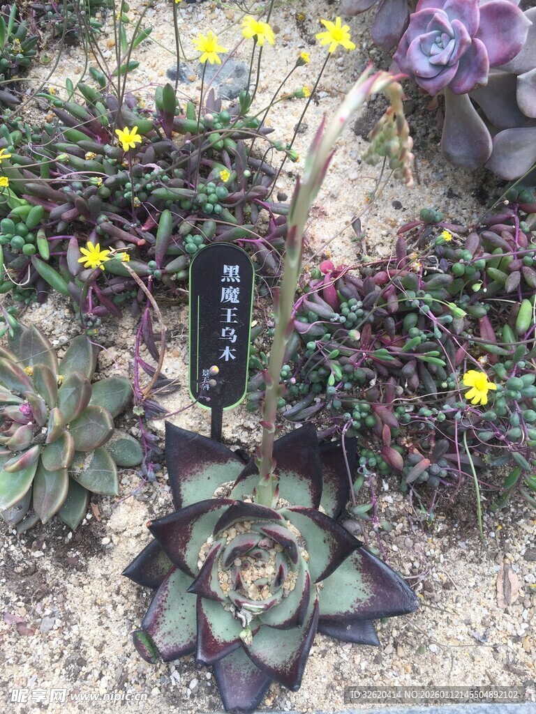 多肉植物盆栽