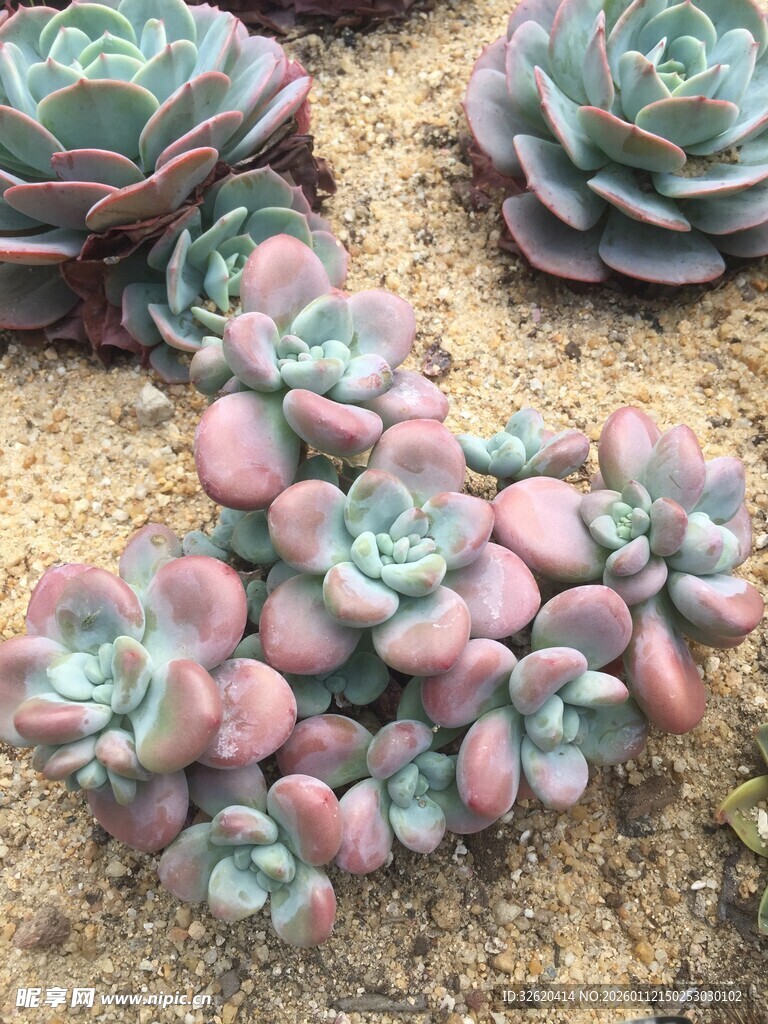 多肉植物