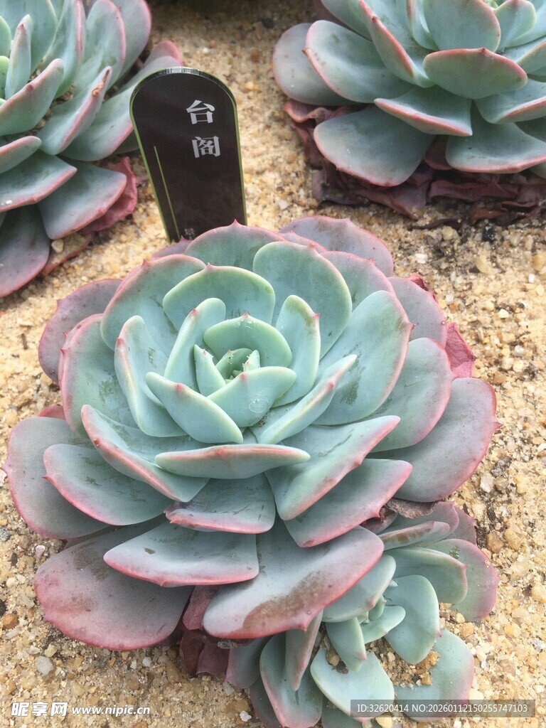 多肉植物