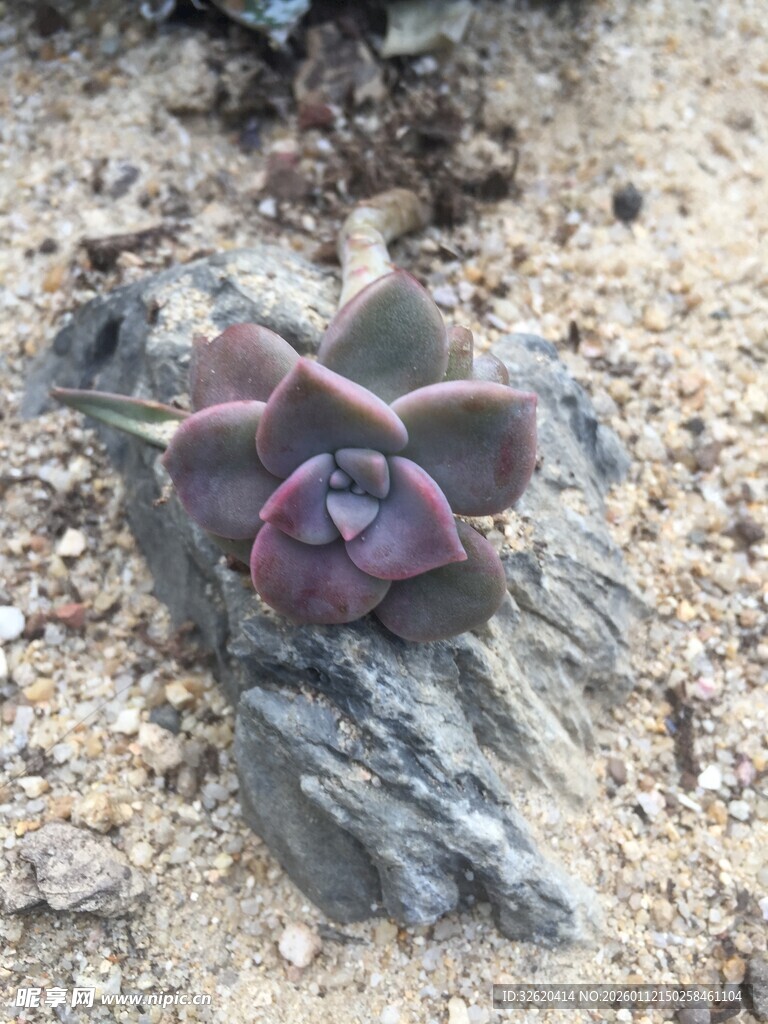 多肉植物