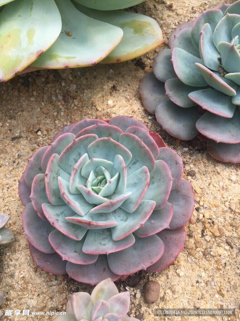 多肉植物