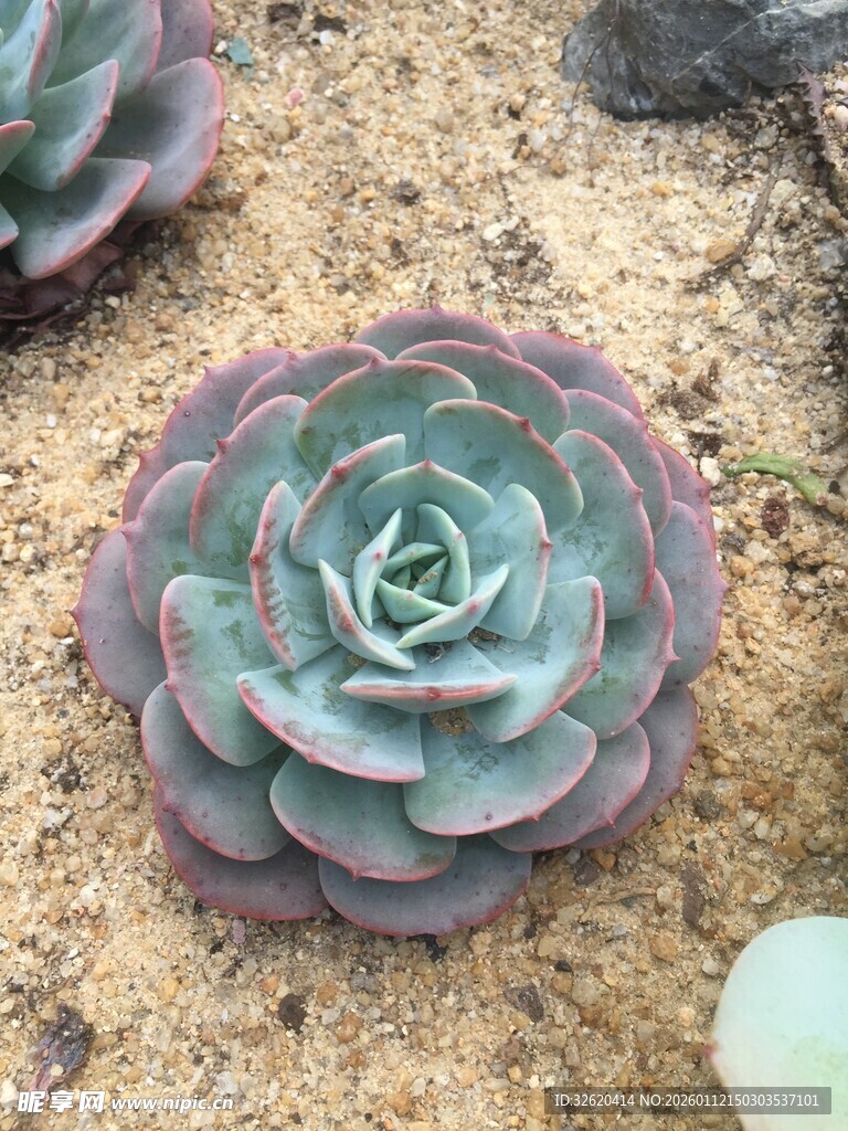 多肉植物