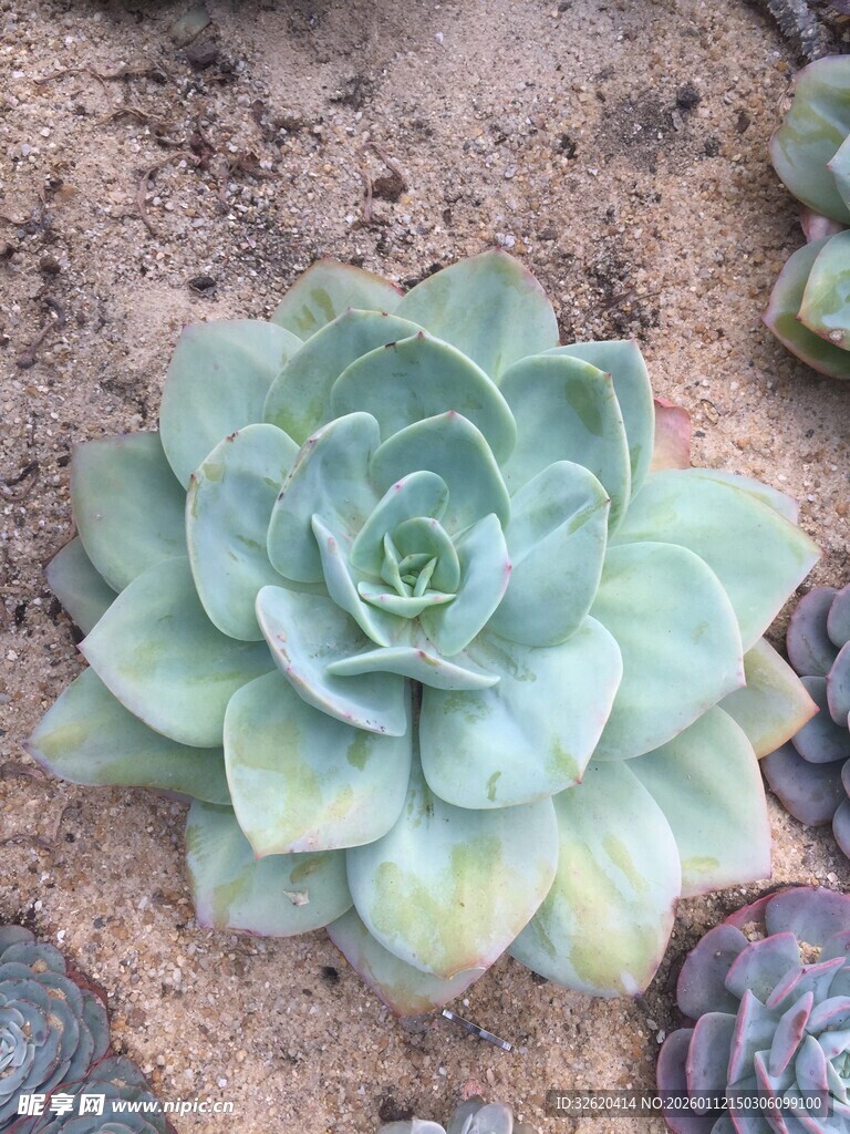 多肉植物