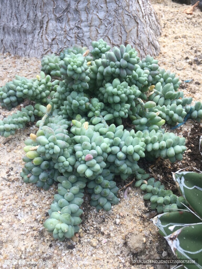多肉植物